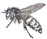wasp etching print